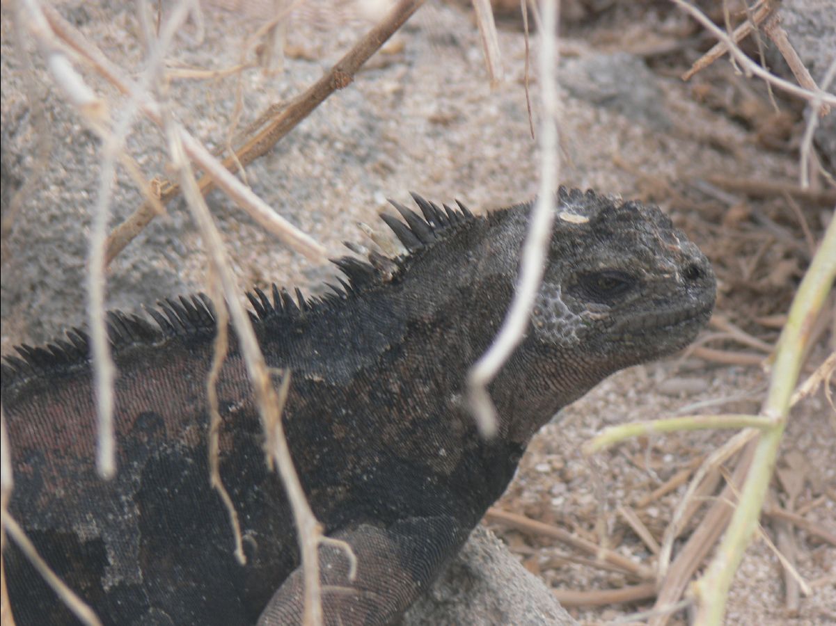 Marine Iguana106